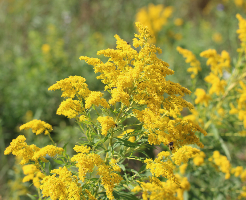 Late Goldenrod Picture