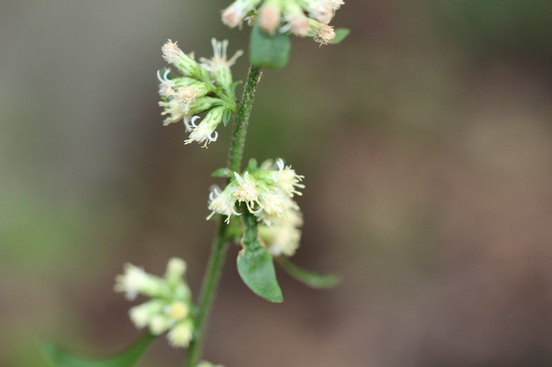 Solidago bicolor, Silverrod at Toadshade Wildflower Farm