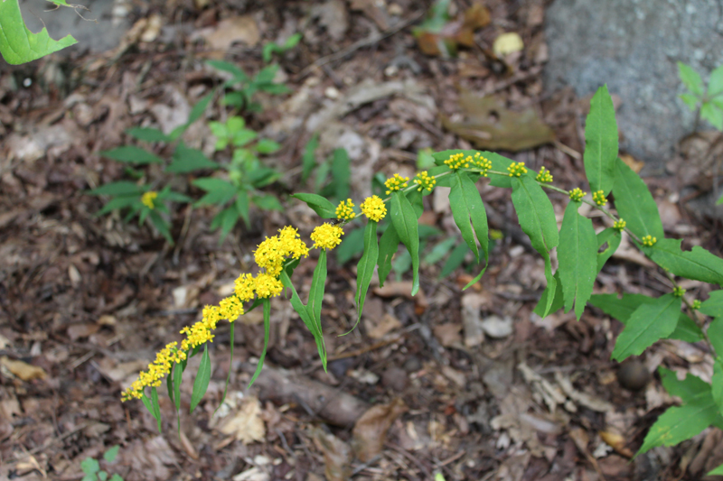 Wreath Goldenrod Picture