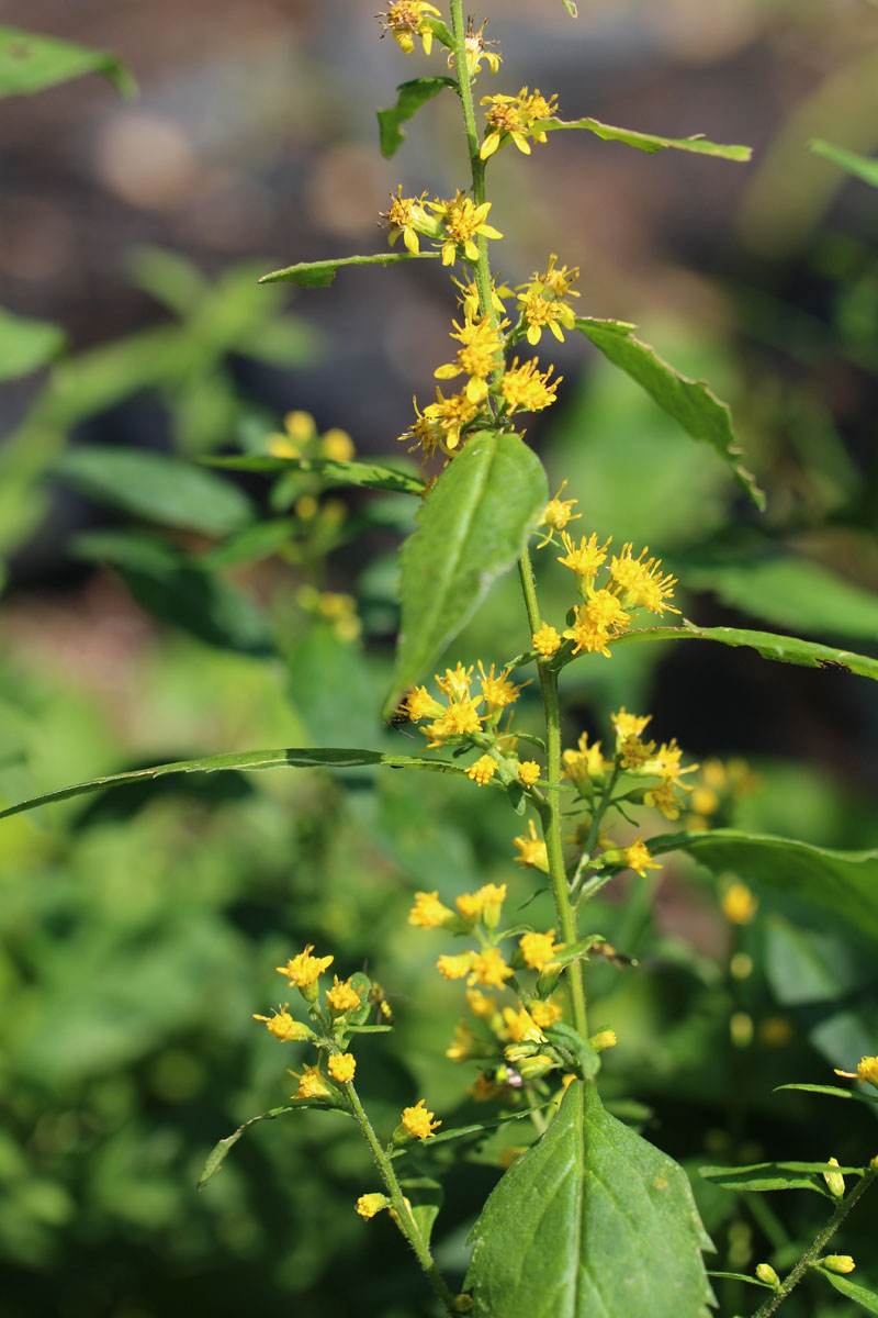 Zig-zag Goldenrod Picture