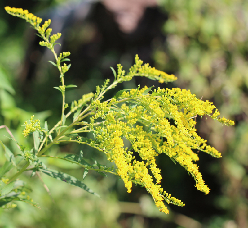 Giant Goldenrod Picture