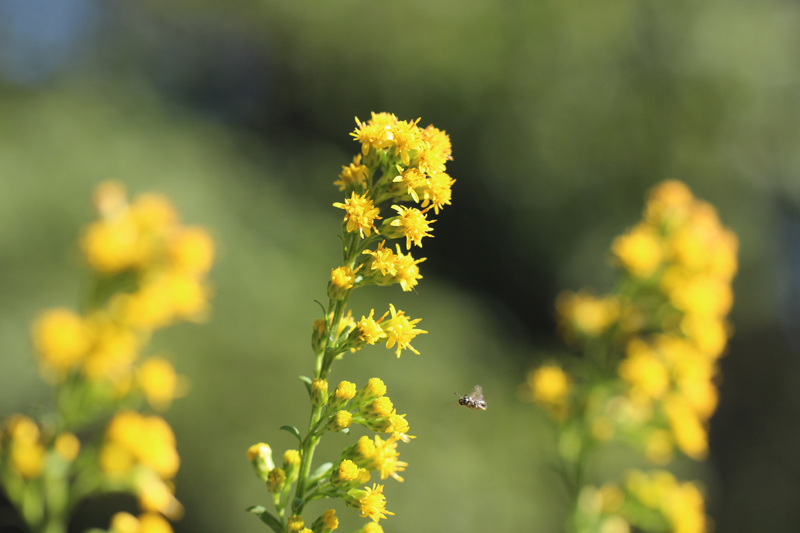 Roundleaf Goldenrod Picture