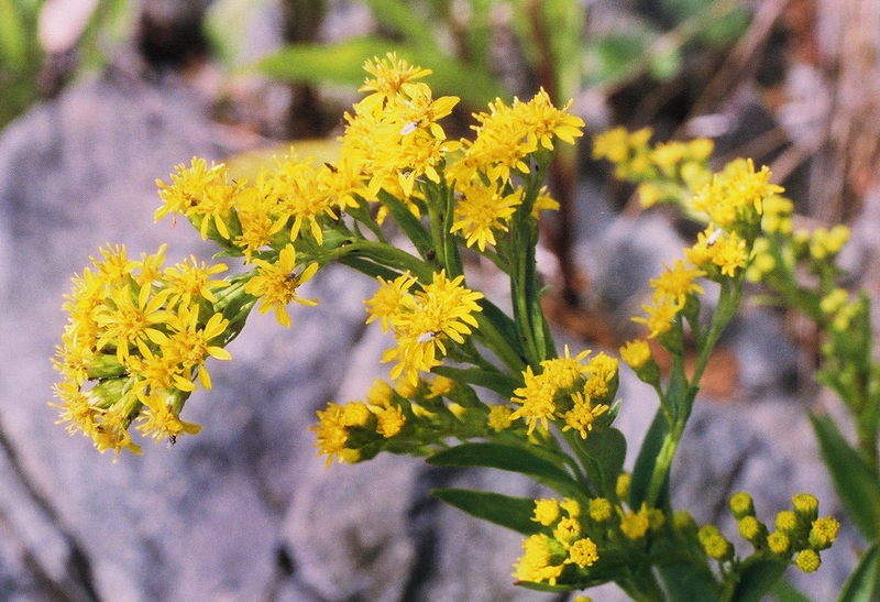 Seaside Goldenrod Picture