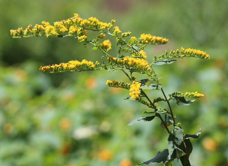 Elmleaf Goldenrod Picture