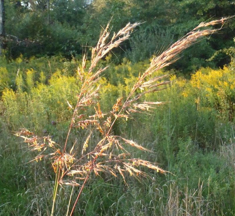 Indiangrass Picture