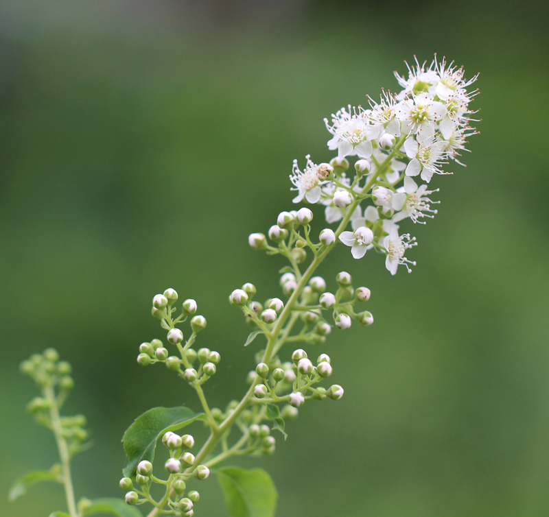 White Meadowsweet