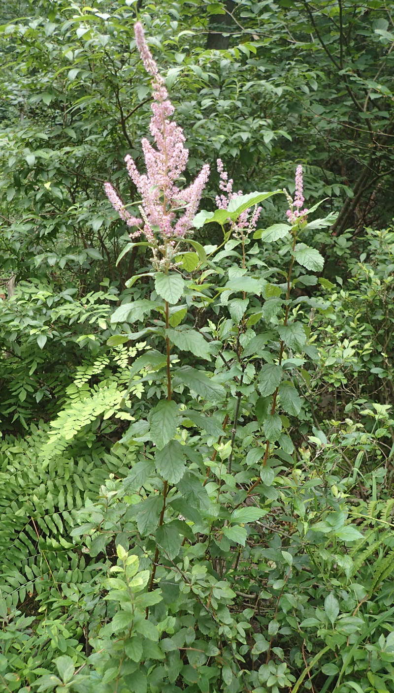 Steeple-Bush