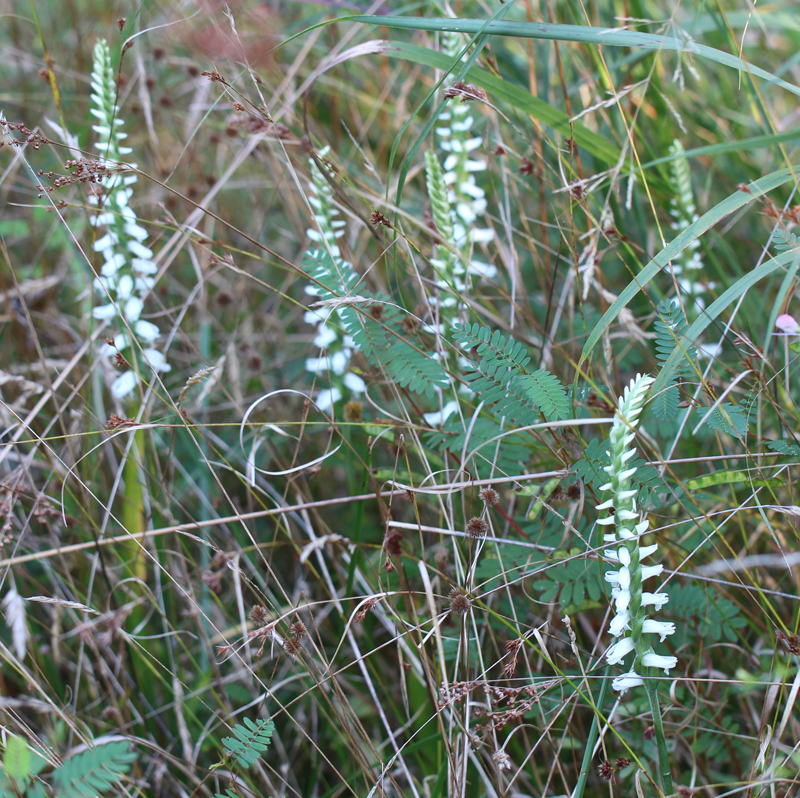 Nodding Lady's tresses Picture