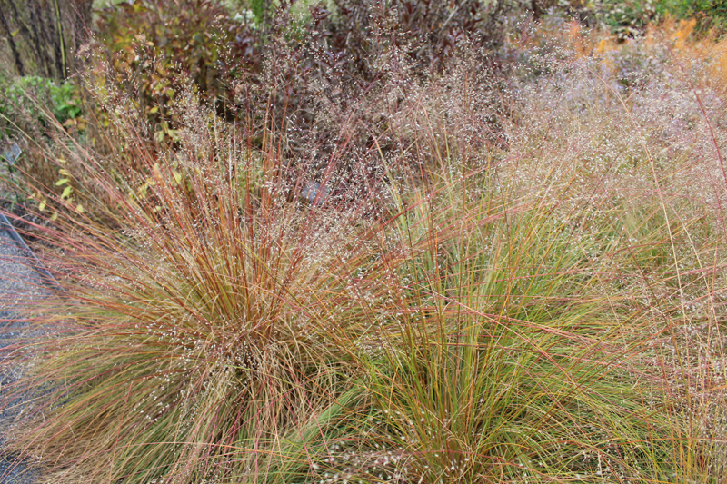 Northern Dropseed Picture