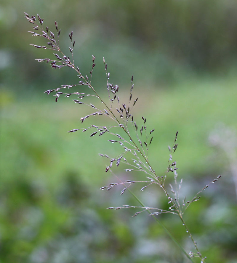 Northern Dropseed Picture