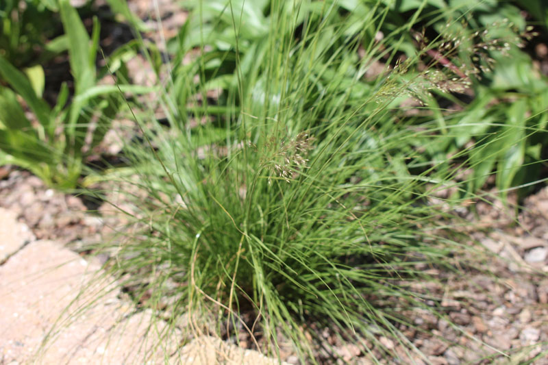 Northern Dropseed Picture