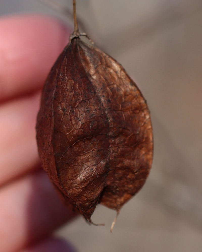 American Bladdernut Picture