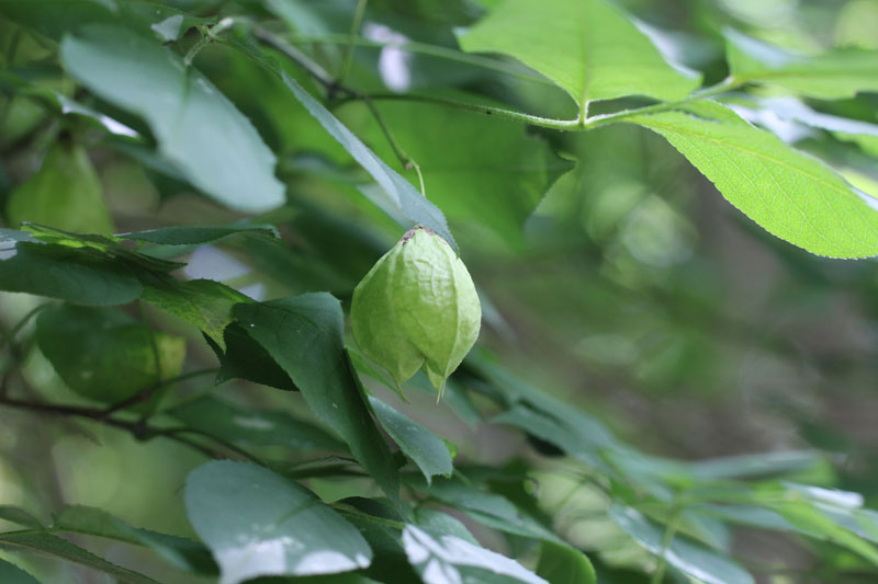 American Bladdernut Picture