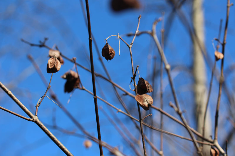 American Bladdernut Picture