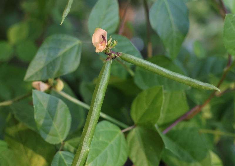 Trailing Fuzzy-bean