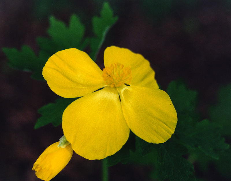 Celandine Poppy Picture