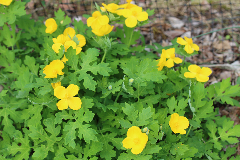 Celandine Poppy Picture