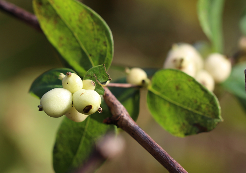 Common Snowberry Picture