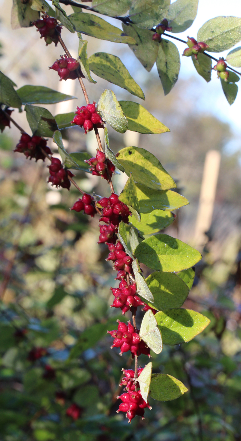 Coralberry Picture