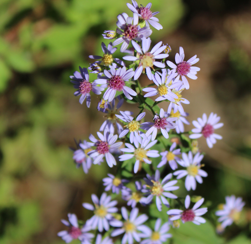 Heart-leaved Aster Picture