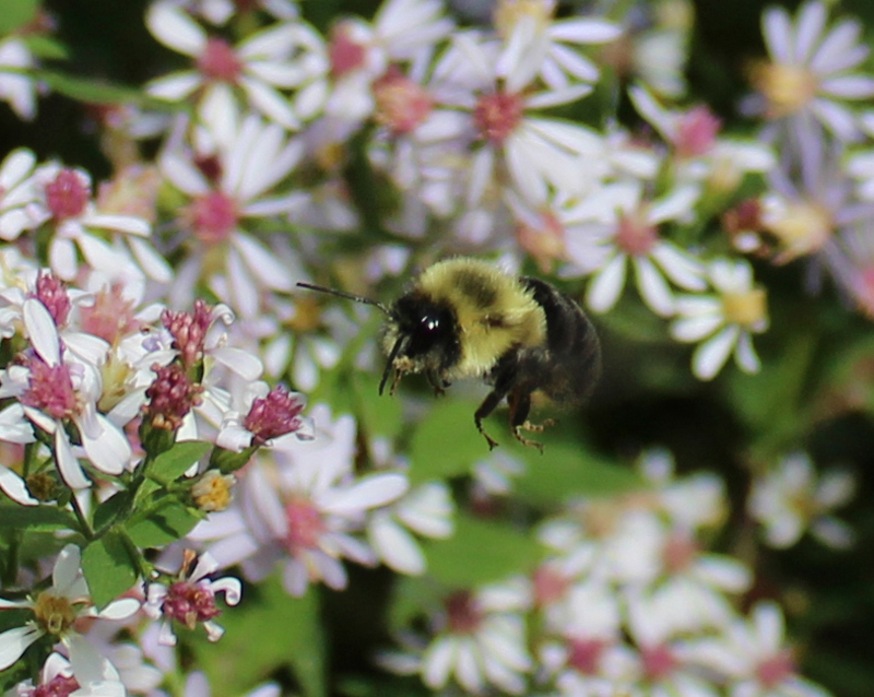 Heart-leaved Aster Picture