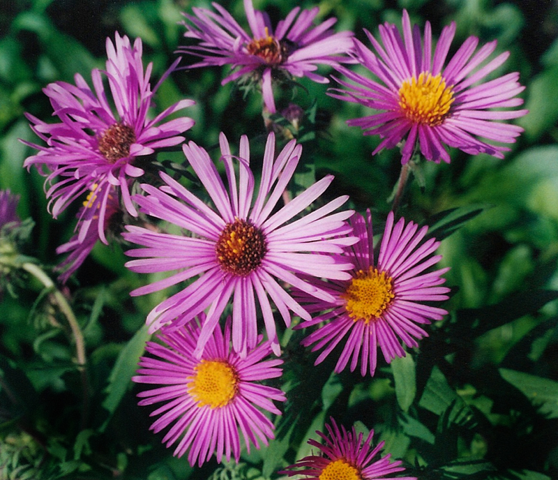 New England Aster Picture