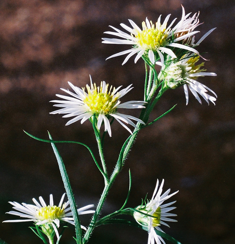 Frost Aster Picture