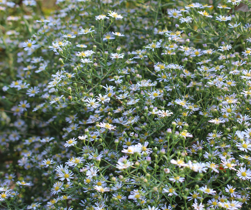 Frost Aster Picture