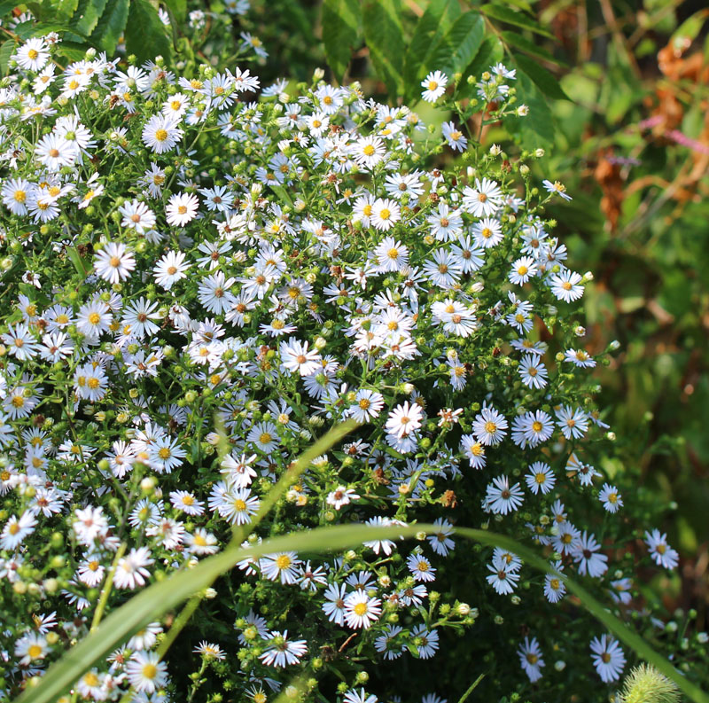 Crooked Stem Aster Picture