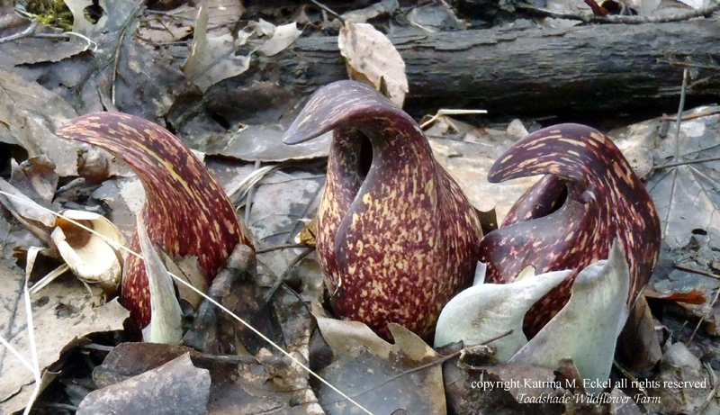 Skunk Cabbage Picture