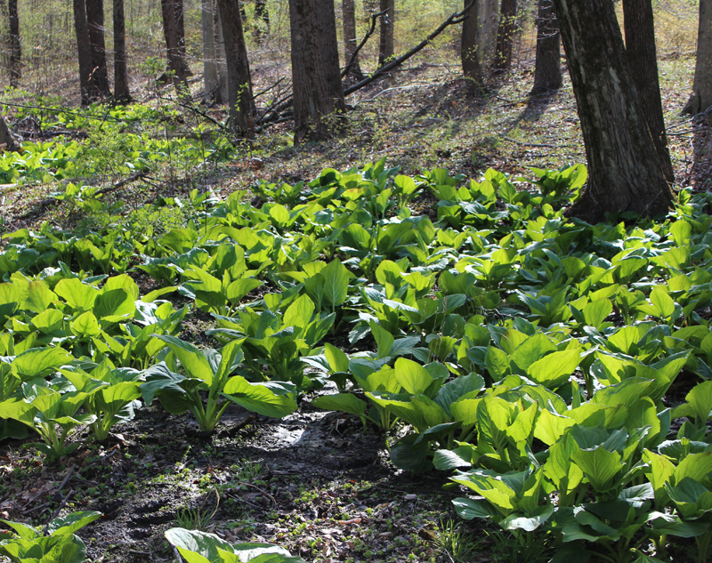 Skunk Cabbage Picture