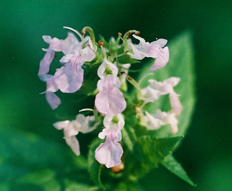 Canada Germander Picture