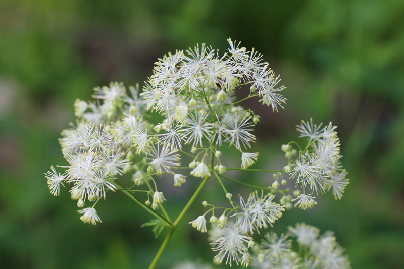 Purple Meadow Rue Picture