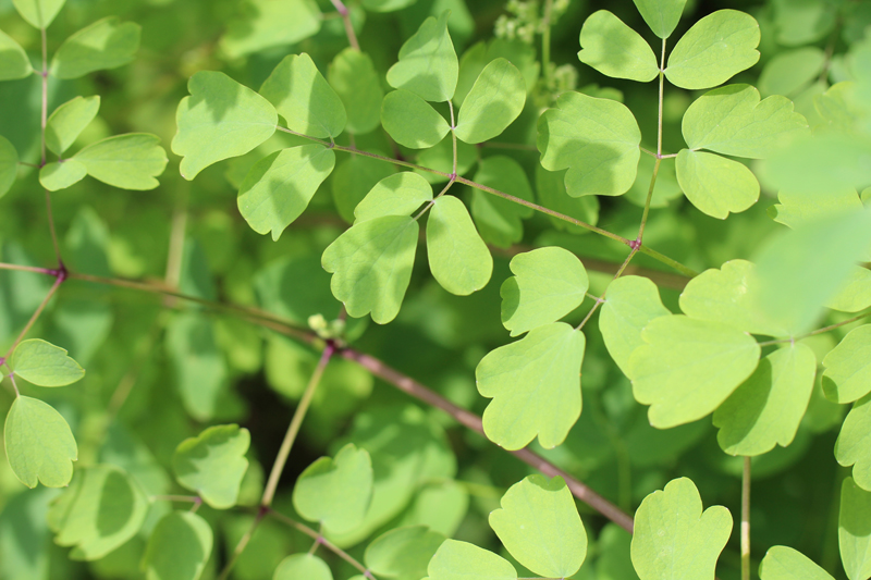 Purple Meadow Rue Picture