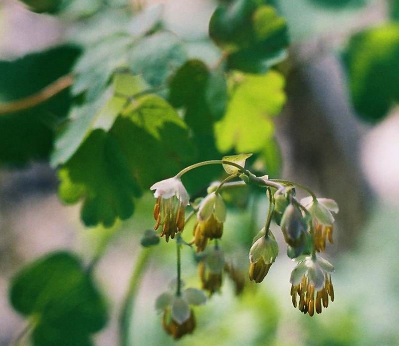 Quicksilver Meadow Rue Picture