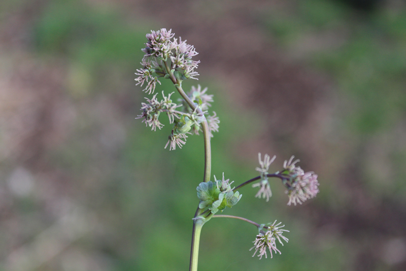 Quicksilver Meadow Rue Picture