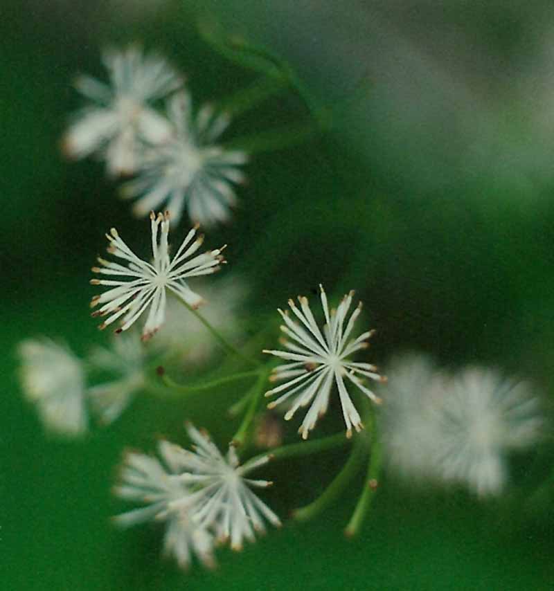 Tall Meadow Rue Picture