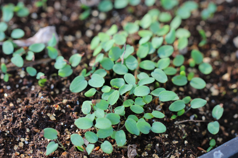 Tall Meadow Rue Seedling Picture