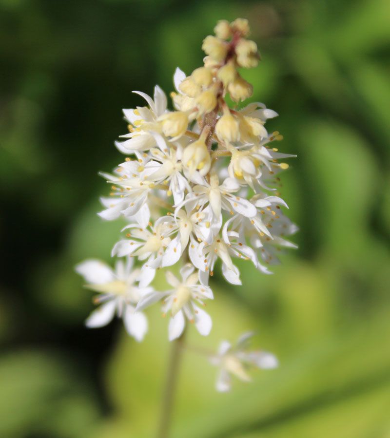 Wherry's Foamflower Picture