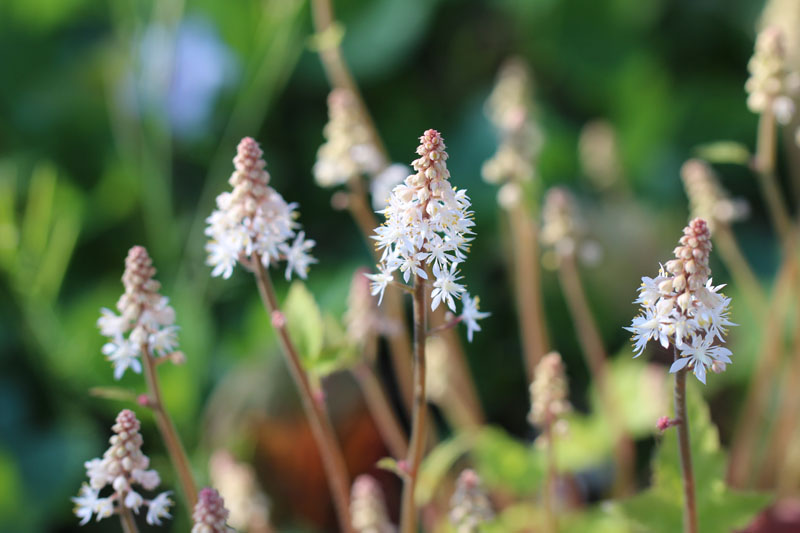 Foamflower  Tiarella cordifolia