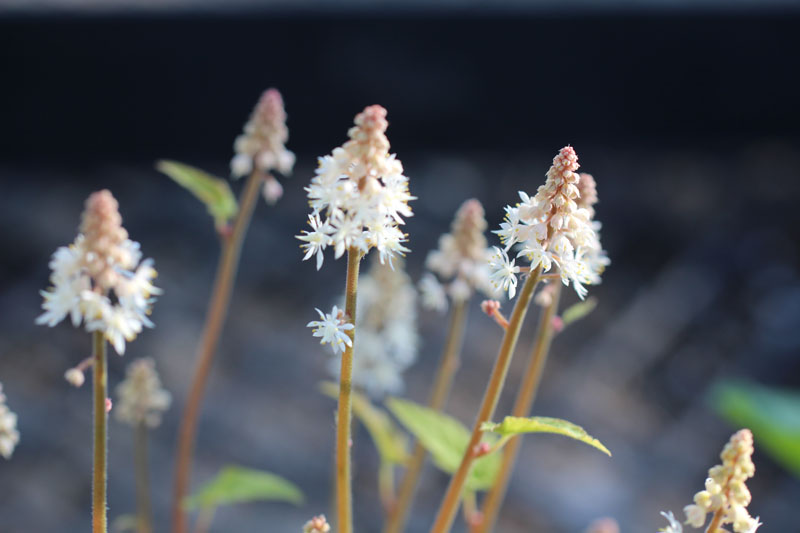 Wherry's Foamflower Picture