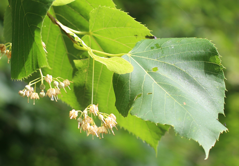 American Basswood (Tilia americana)