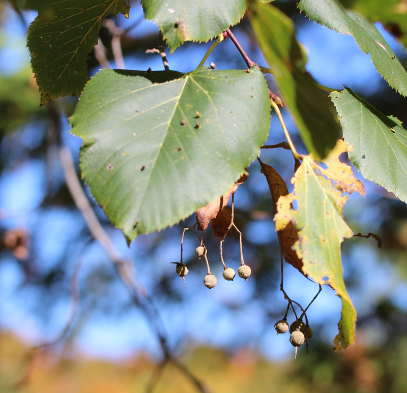 Tilia americana #3 (American Basswood/Linden) - Scioto Gardens Nursery