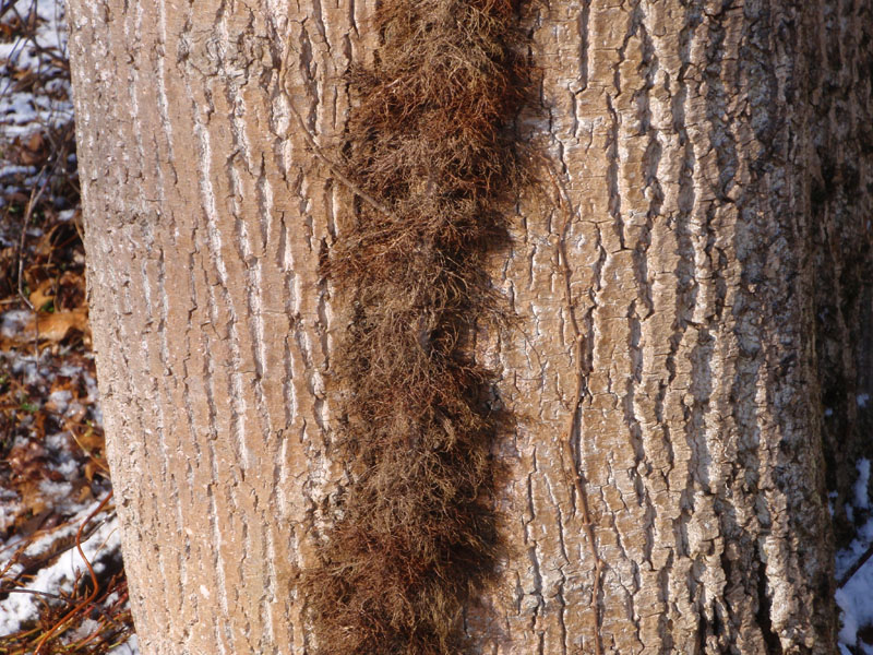 Eastern Poison Ivy Picture