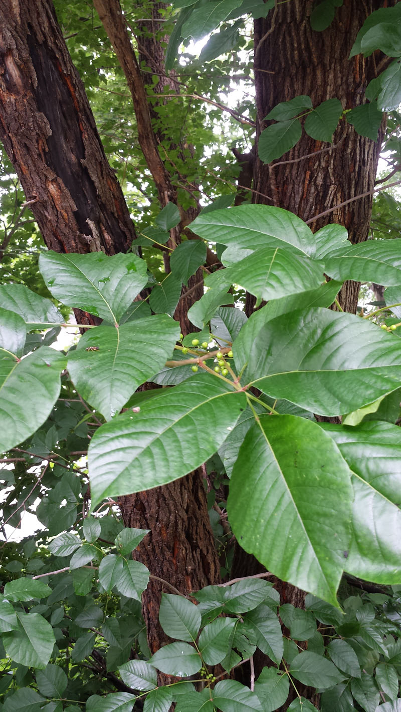 Eastern Poison Ivy Picture