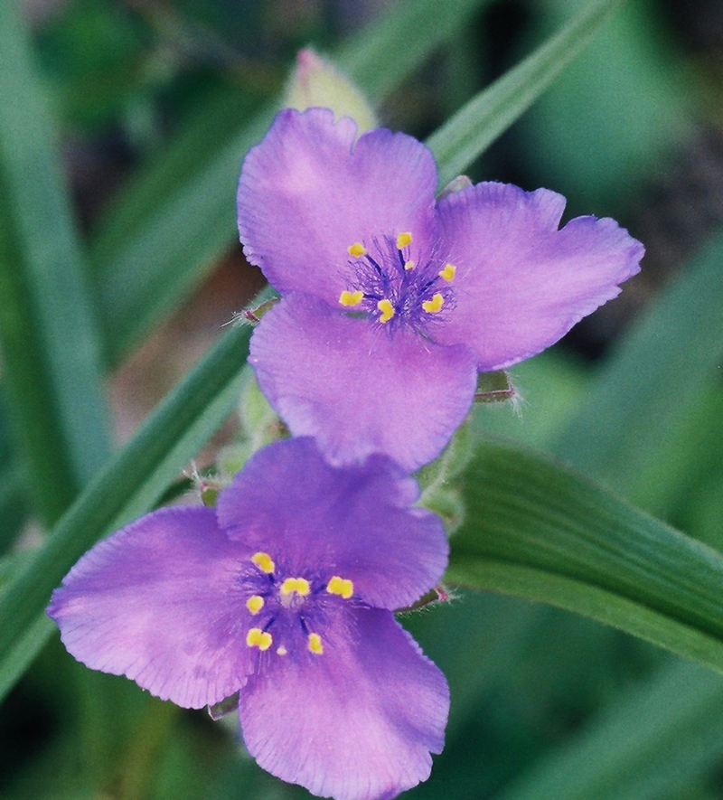 Prairie Spiderwort Picture