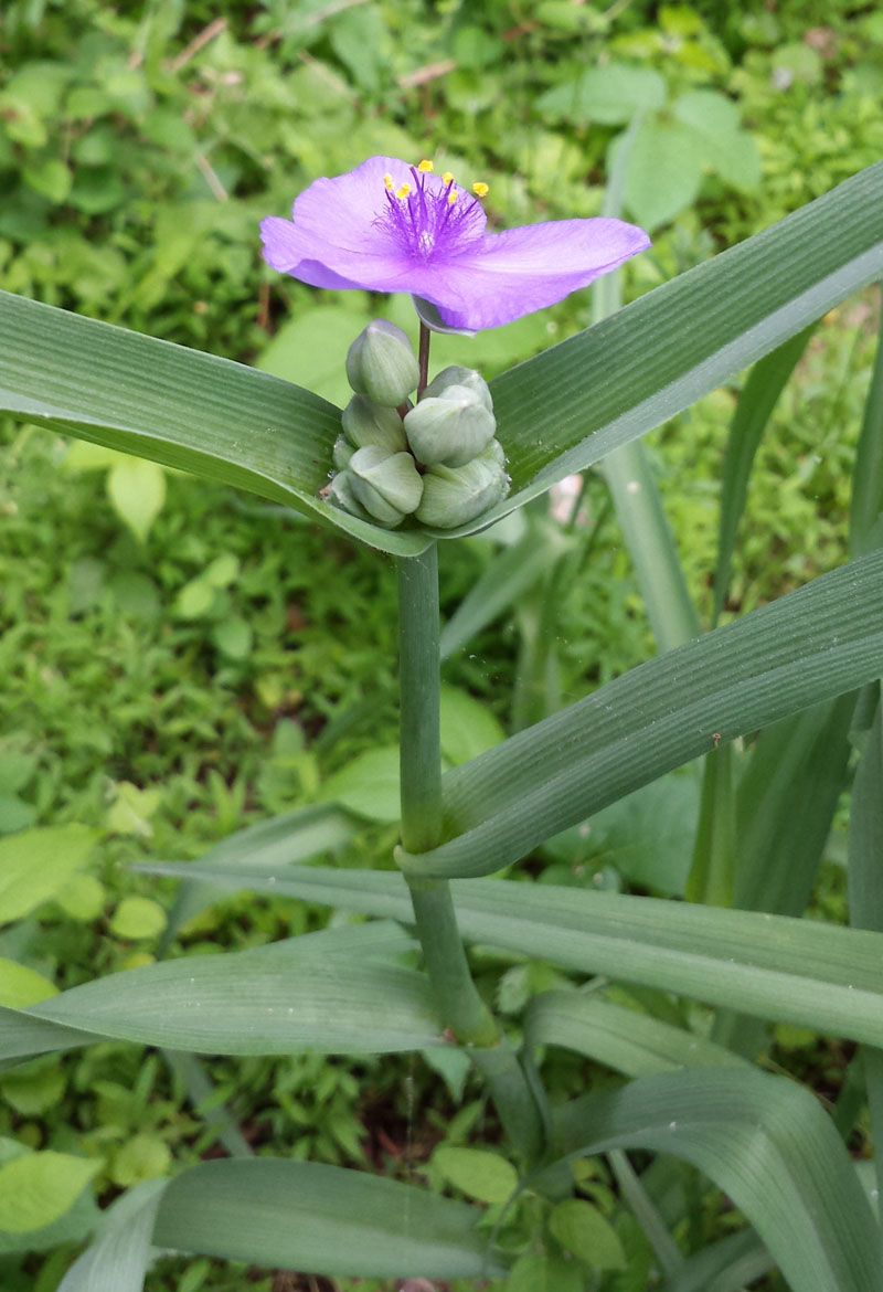 Ohio Spiderwort Picture