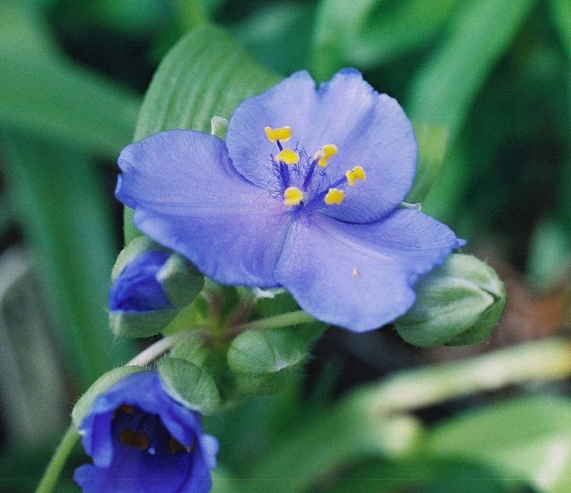 Virginia Spiderwort Picture