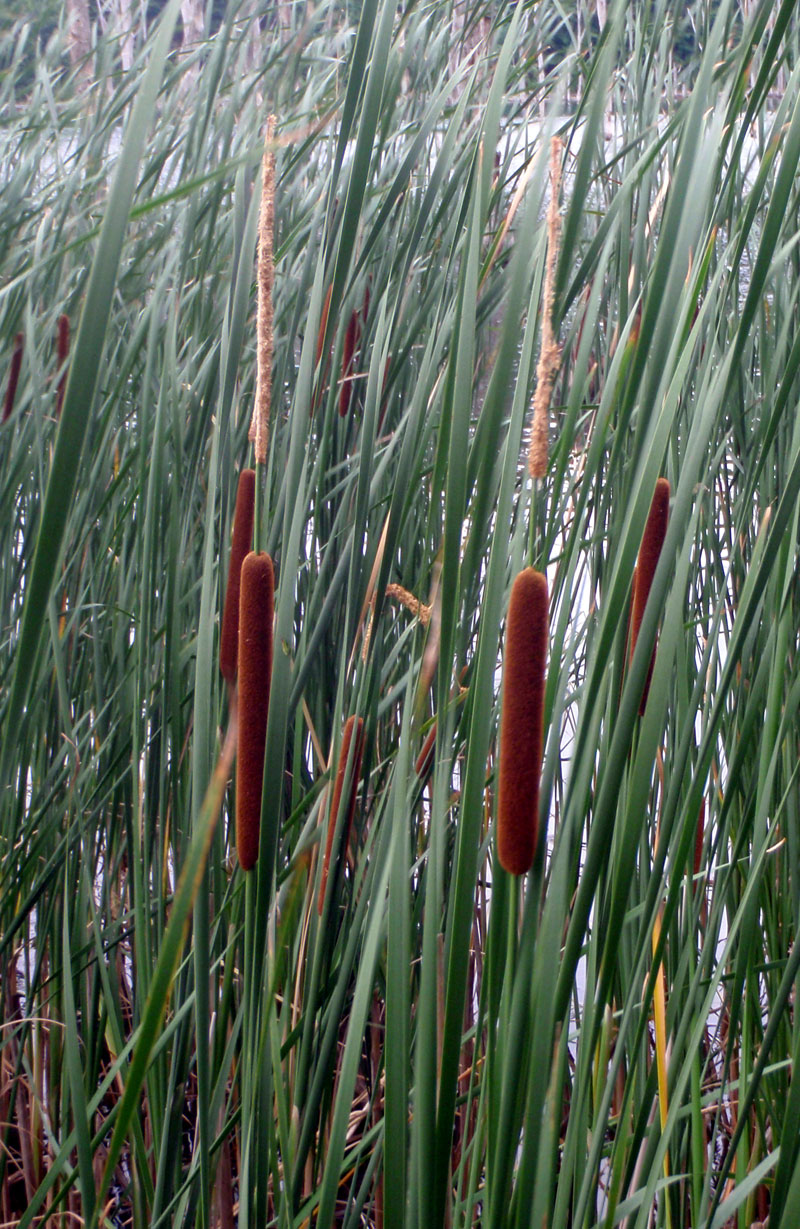 Narrow-leaved Cattail Picture