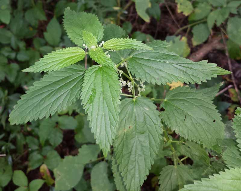 Slender Stinging Nettle Picture